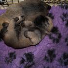 2 weeks old boys02.jpg